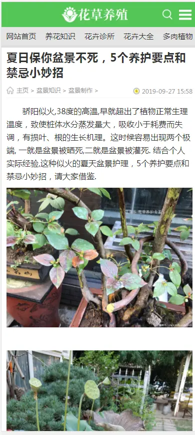 （带手机版数据同步）花卉养殖新闻资讯类织梦模板 绿色花草植物网站模板